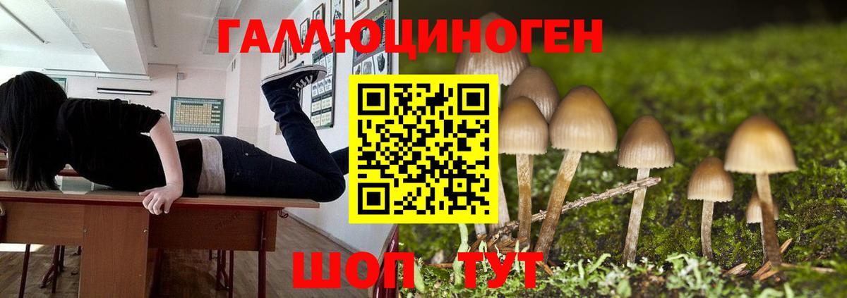 Карачаевск  Псилоцибиновые грибы Cubensis  Вход с VPN 
